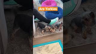 Yorkie owners sound off  #funny #dogs #yorkies