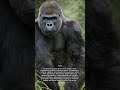 Slow Movement and Focused Observation in Silverback Gorillas #gorillas