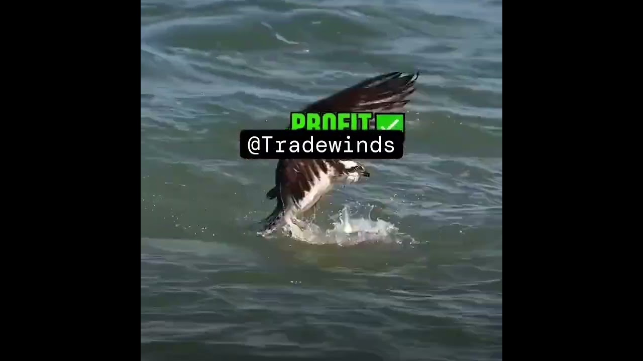 "Stock Market Secrets: How I Became a Profitable Trader Overnight"