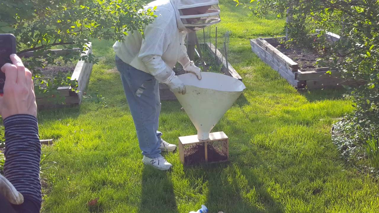 Catching a Swarm of Honey Bees the easy way