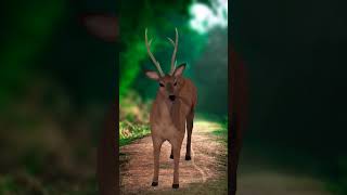 Deer Animal Animation Kids | Animal | Zoo