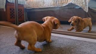 Funniest 😻 Cats and 🐶 Dogs - Awesome Funny Pet Animals by funny animalfun 324 views 4 years ago 2 minutes, 7 seconds