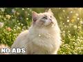 12 Hours Calming Music for Cats 🎶 Soft Night Piano for Calm Cat Energy
