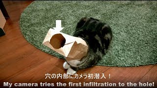 紙袋を被ったねこ。-Maru put on the paper bag.-