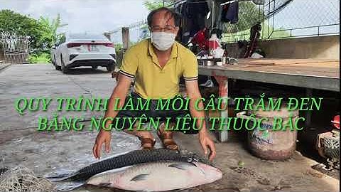 Quy trình làm mồi câu bằng thuốc bắc ( câu cá trắm đen)