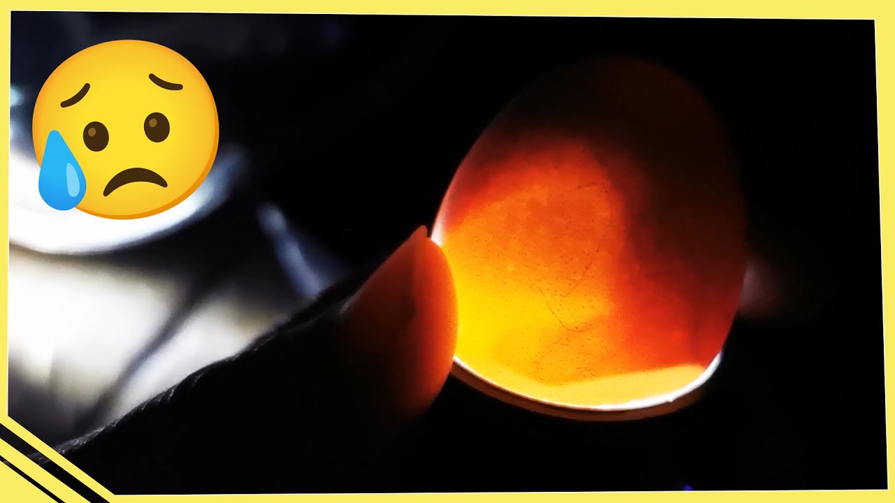 Je suis tellement déçue... - Deuxième mirage des œufs de serama