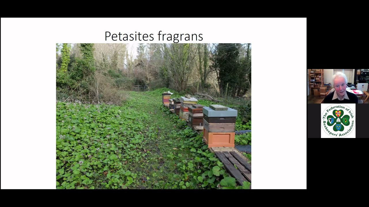 Mary Montaut  presents "Mutual Friends - Bees & Plants"