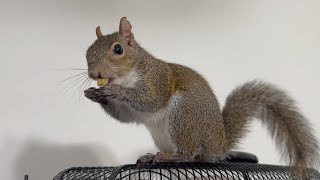 Princess Serena Is A Pocket-Sized Security System