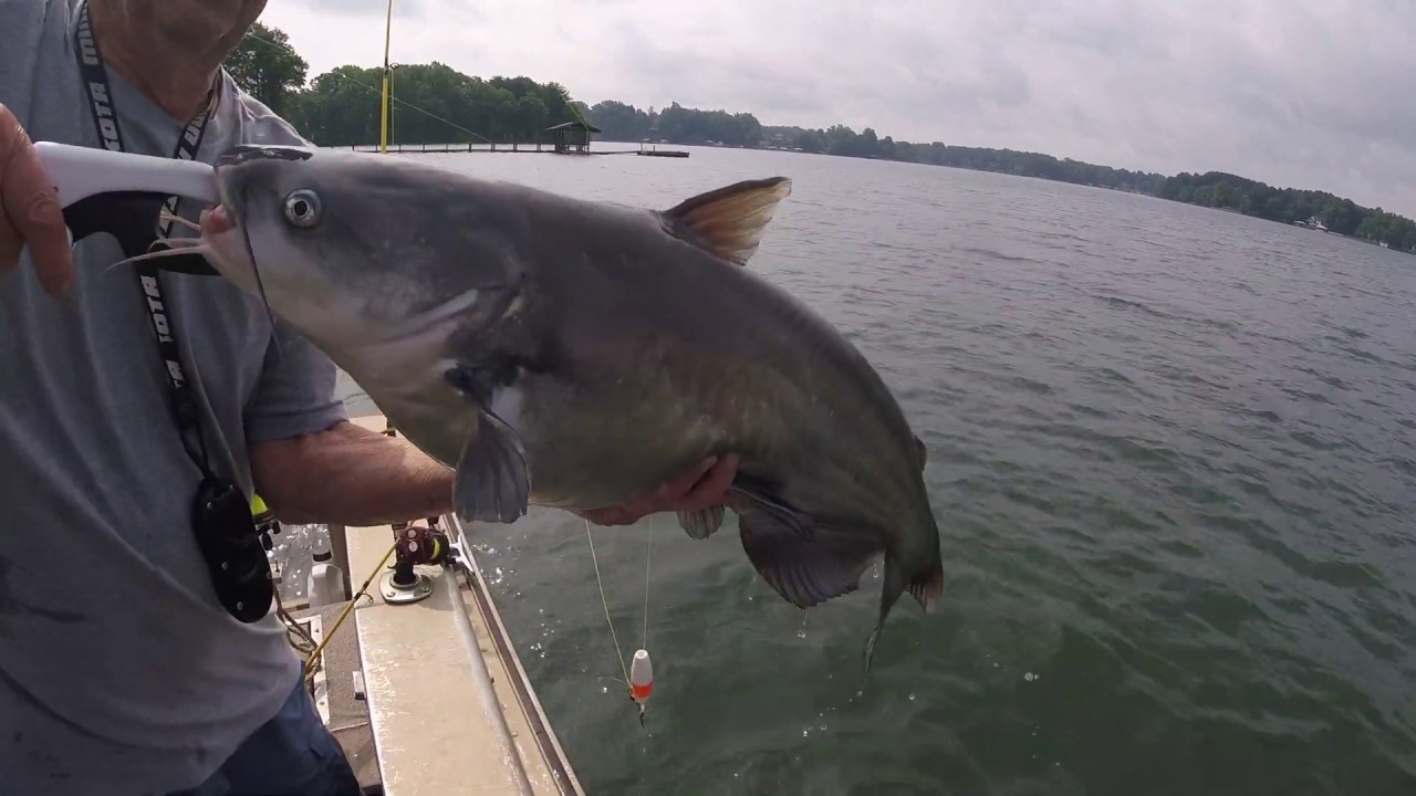 GOPR1576/Lake Norman/Shallow Water Catfish/May 23, 2019 YouTube