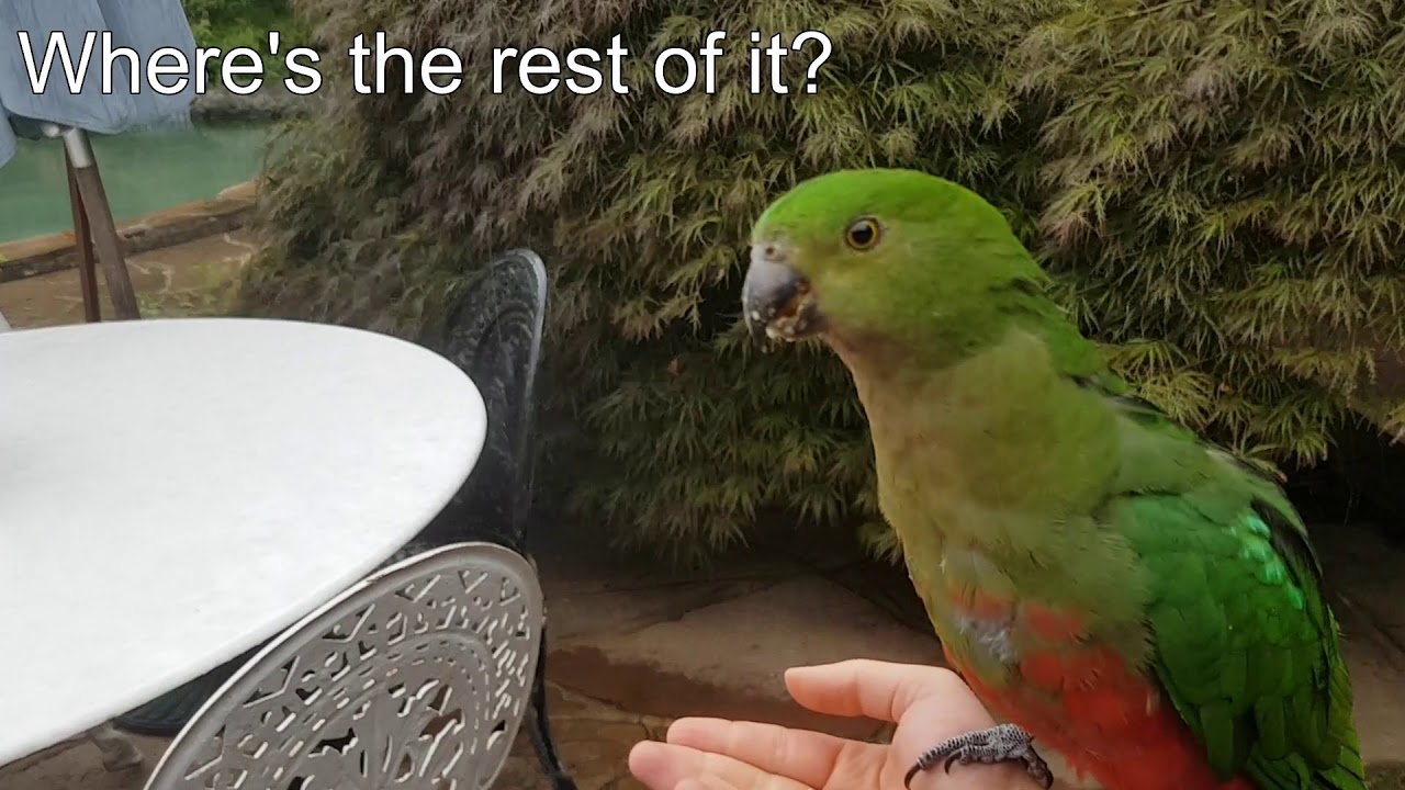 Australian King Parrot flies onto my hand then bites my finger!! (sound on)
