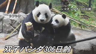 双子のパンダ 306日齢