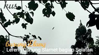 Burung Elang terbang bebas di lereng Gunung Slamet bagian Selatan