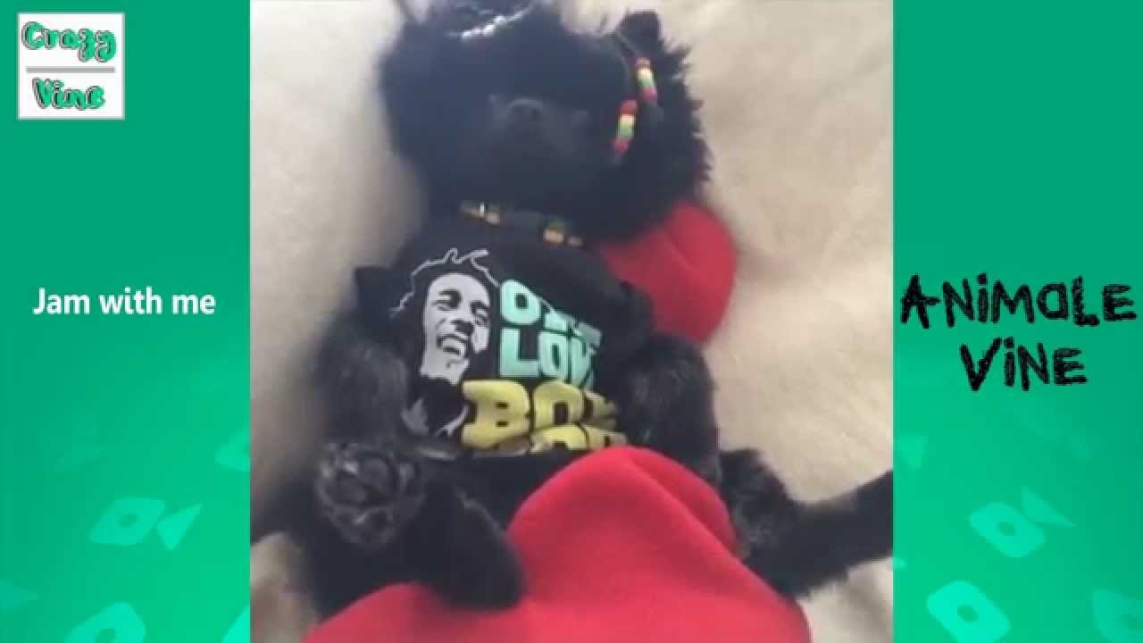 Vine Compilation 5 Animals