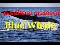 The blue whales  skilled mariner 
