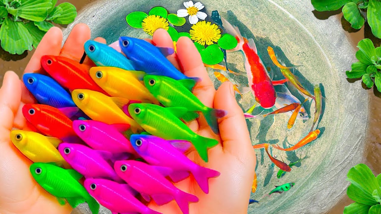 Отличный улов: декоративные лягушки в разноцветных яйцах после дождя, кои, рыбки ранчу, жемчужные...