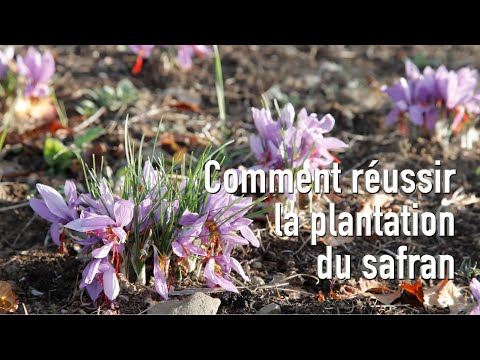 Planter et cultiver le safran