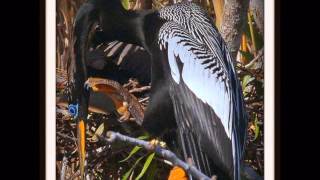 EVERGLADES FAUNA 2004 - 2013. A SANDMAN PRODUCTION