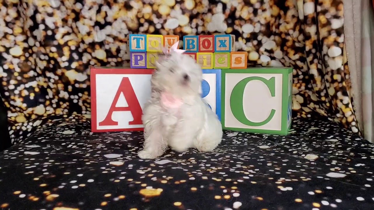 Maltese Female Puppy, "Hope" is available here at ToyBox Puppies in