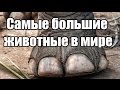 Самые большие животные в мире | Интересные факты