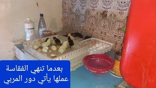 مرحلة ما بعد تفقيس البيض و كيفية التعامل معها