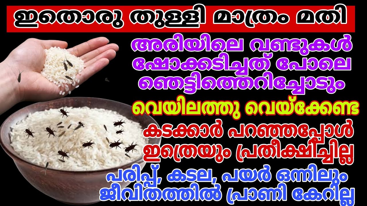 ഇങ്ങനെ ചെയ്‌താൽ അരി, കടല, പരിപ്പ്, പ്രാണികൾ വരില്ല/How to remove bugs from rice/#removericebugs