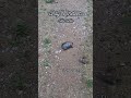 little turtle - moments
