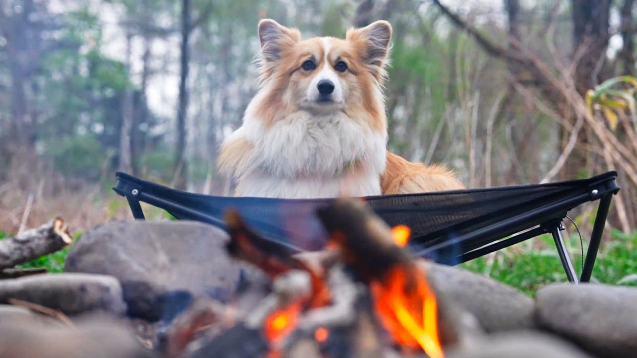 暖かくなったので、犬達と「森の中」でキャンプした結果…【修羅場あり】