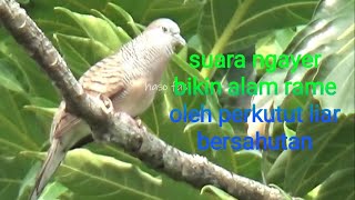 Suara ngayer gacor burung perkutut lokal di alam liar pancing yang lain