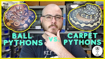 Are Carpet Pythons The Best Pet Snakes? - no. 138