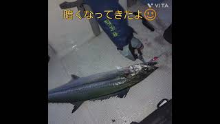 2022/11/19　富津木更津沖ルアー五目　タチジグ、メタルマジック　夕マヅメ