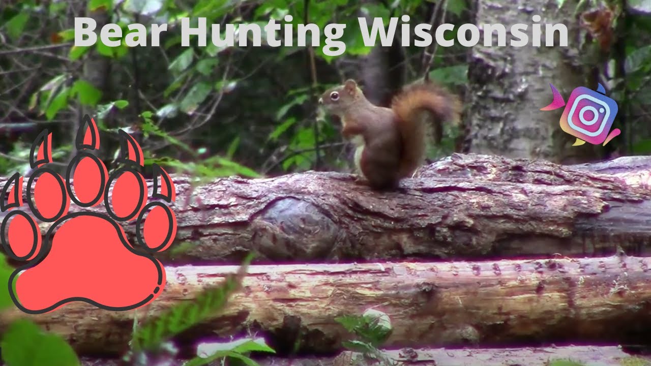 Bear Hunting Wisconsin 2020!!! (Dads Last Hunt!) YouTube