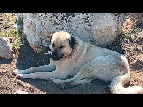 KÖY HAYATI  VLOGU BİR GUNDEN KARELER HONAMLI KEÇILERINI YAYILIMA GÖTÜRDÜM.