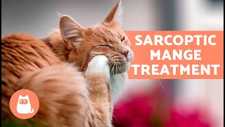 Do These HOME REMEDIES for SCABIES in CATS Work? ✅ | Effective Home Remedies?