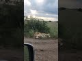 Honeymoon Snoozefest! 😴 Lions on Honeymoon Enjoy a Deep Sleep