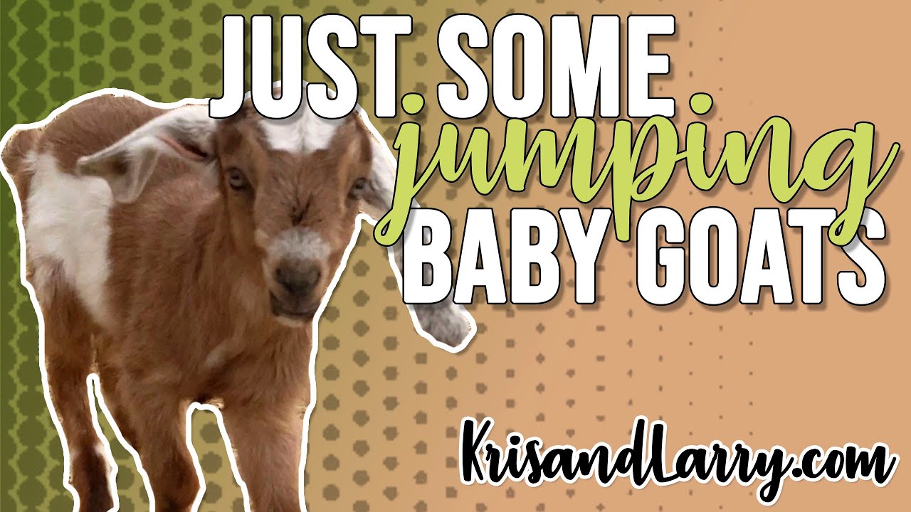 JUST SOME BABY GOATS JUMPING AROUND - KrisandLarry
