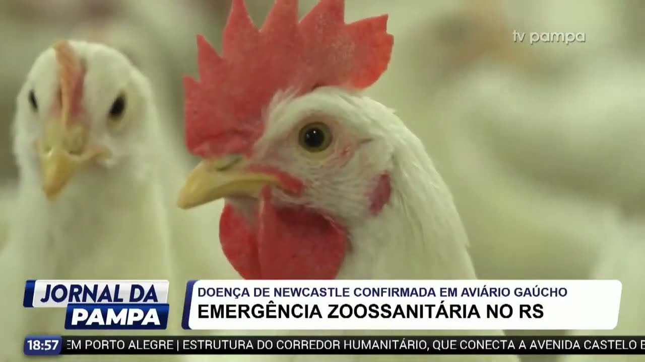 Doença de Newcastle