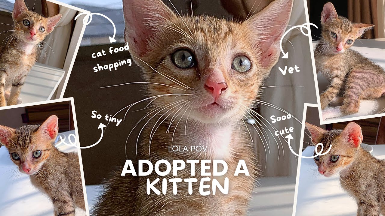I Adopted a Kitten 🌱| First 72 Hours at Home