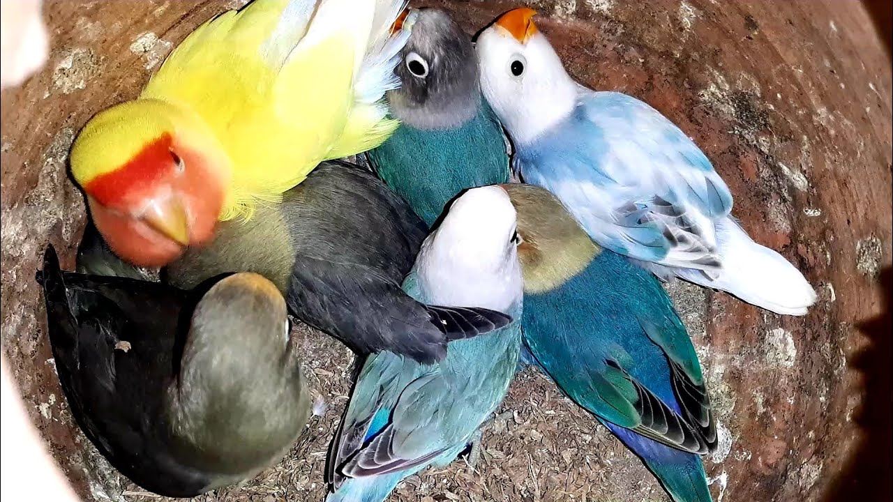 Lovebirds Mutation Best Breeding Progress