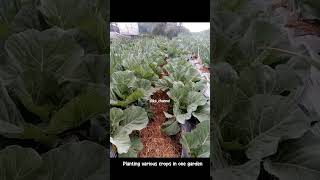 Planting various crops in one garden #agriculture #farming #garden #cabbage#coffee #sahabatgunung