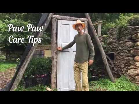 Paw Paw Care Tips