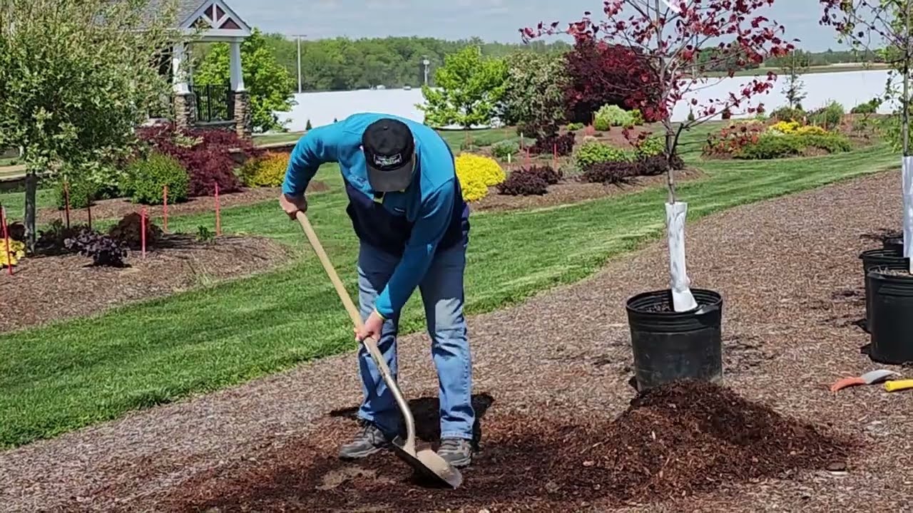 Plant Videos Grown By Overdevest