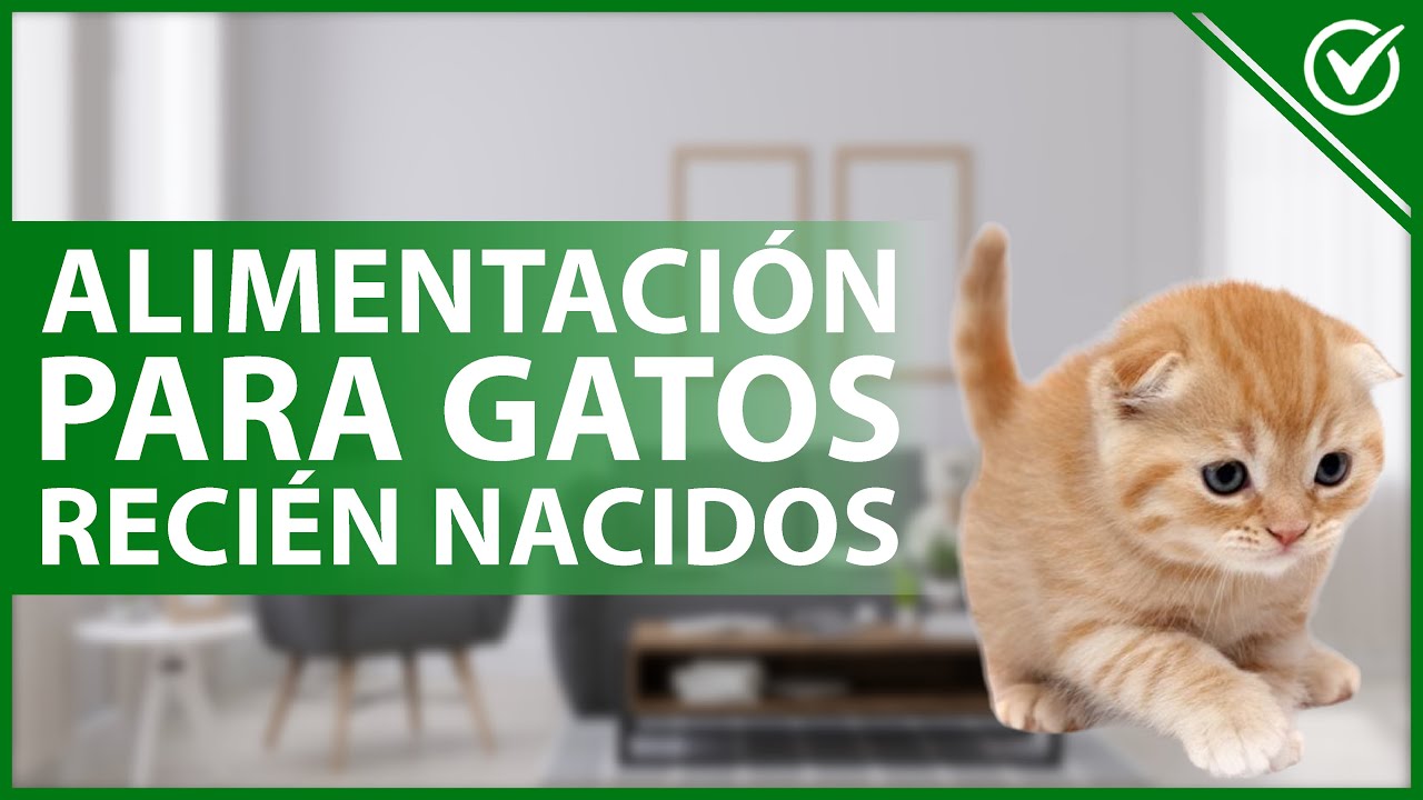 Gatos y recien nacidos