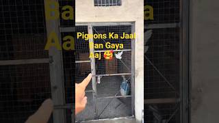 Finally Hamare Pigeons Ka Loft Poora Ban Gaya 🥰🙌 | #petsvlogs #jabalpurpetsman #minizoo