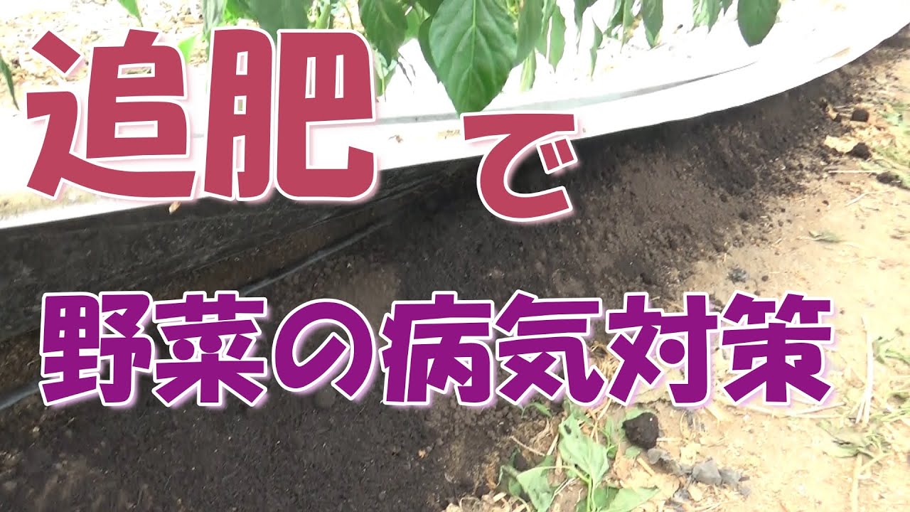 追肥で出来る病害対策