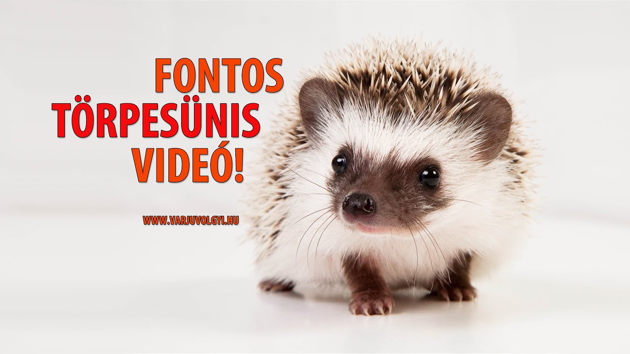 TÖRPESÜN - fontos információk