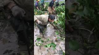 turtle, turtles, fishing, Turtle catching in village, people catch turtle at farm screenshot 5