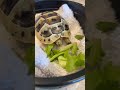 Turqy did so well at the Vet, they even gave him a snack 🐢💚 #babyreptile #babytortoise #tortoise