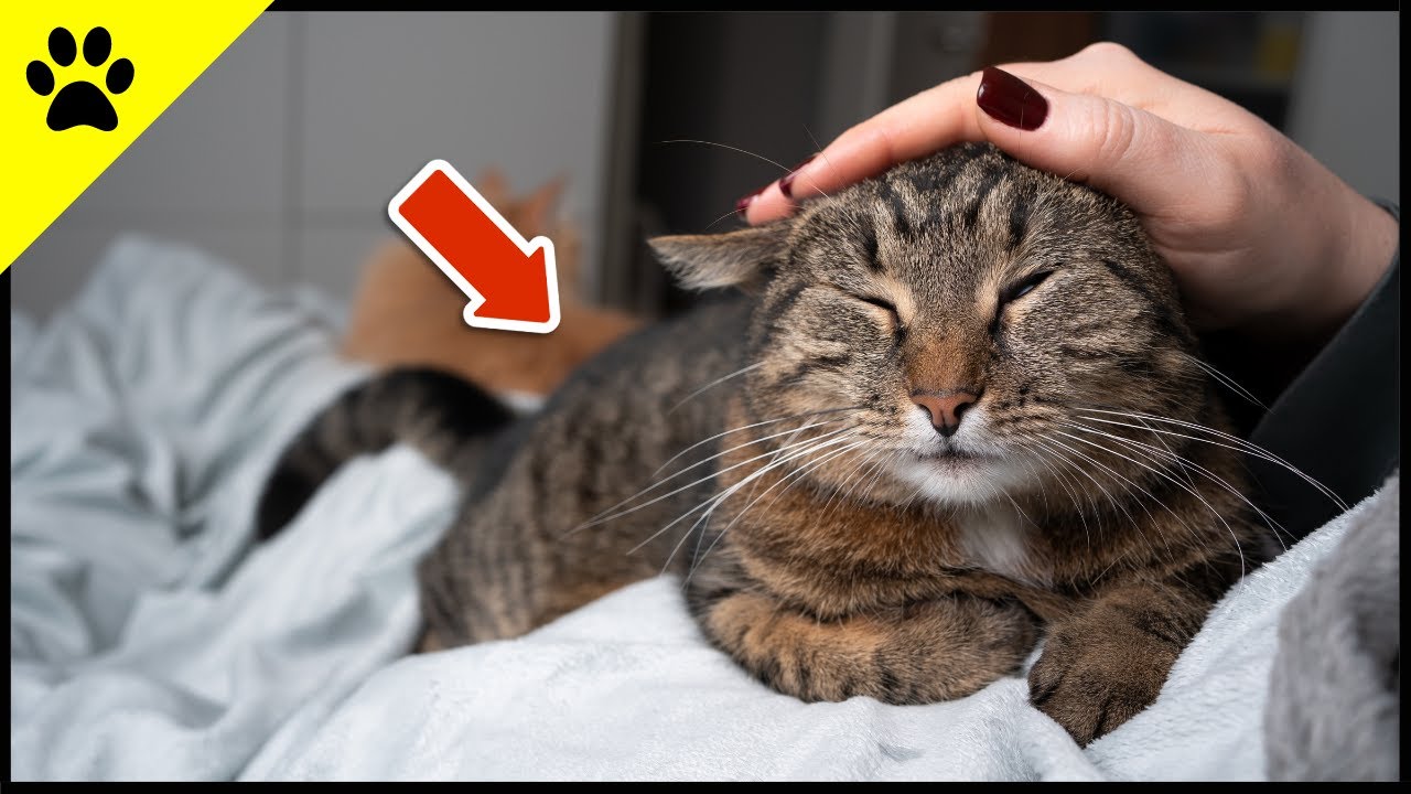 STOP Petting Your Cat ASAP If It Does THIS! 💡 - YouTube