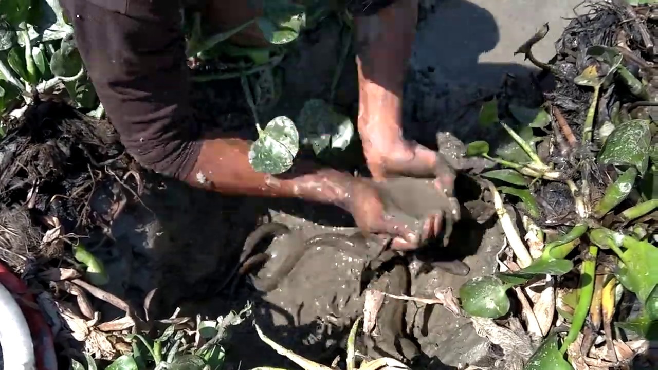 Best ell fishing video. live ell fishing video. Wonder full ell fishing ...