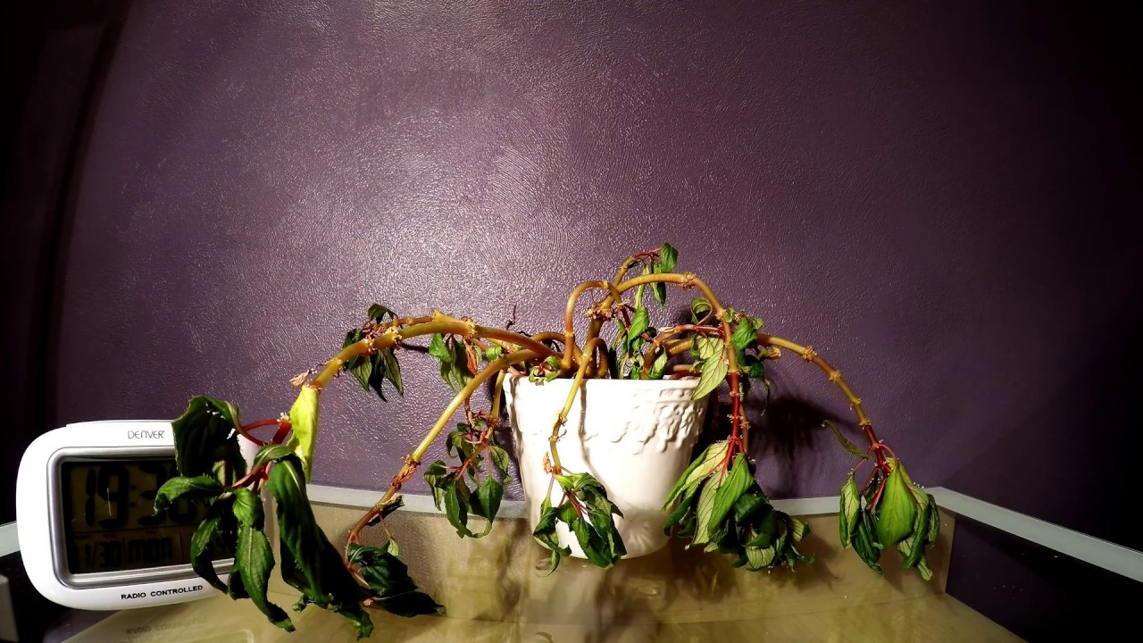 Timelapse: Plant resurrected by water!